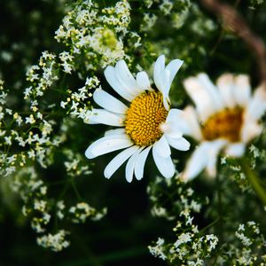 Preview wallpaper daisies, flowers, petals, meadow, summer, macro, nature