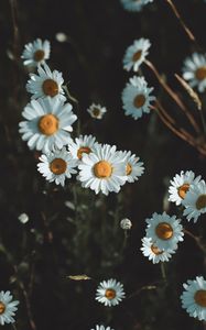 Preview wallpaper daisies, flowers, petals, wildflowers