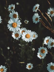 Preview wallpaper daisies, flowers, petals, wildflowers