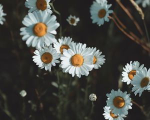 Preview wallpaper daisies, flowers, petals, wildflowers