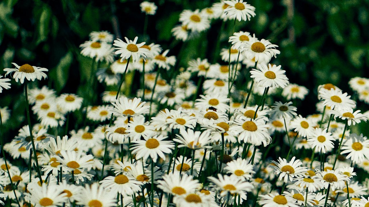 Wallpaper daisies, flowers, petals, wildflowers, grass