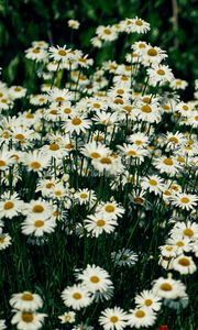 Preview wallpaper daisies, flowers, petals, wildflowers, grass