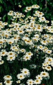 Preview wallpaper daisies, flowers, petals, wildflowers, grass