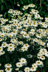 Preview wallpaper daisies, flowers, petals, wildflowers, grass