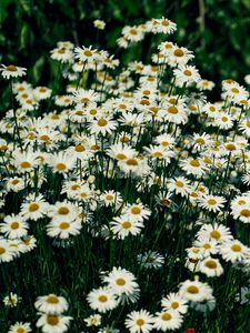 Preview wallpaper daisies, flowers, petals, wildflowers, grass