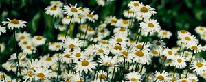 Preview wallpaper daisies, flowers, petals, wildflowers, grass