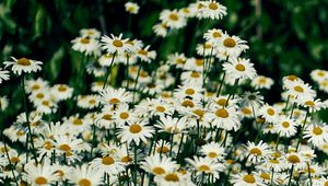 Preview wallpaper daisies, flowers, petals, wildflowers, grass