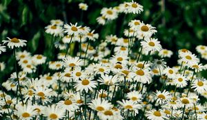 Preview wallpaper daisies, flowers, petals, wildflowers, grass