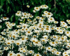 Preview wallpaper daisies, flowers, petals, wildflowers, grass