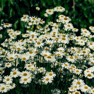 Preview wallpaper daisies, flowers, petals, wildflowers, grass