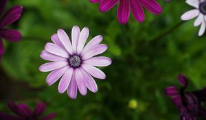 Preview wallpaper daisies, flowers, petals, bloom