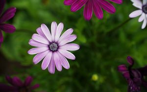 Preview wallpaper daisies, flowers, petals, bloom