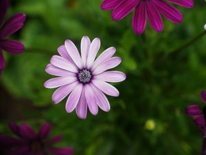 Preview wallpaper daisies, flowers, petals, bloom