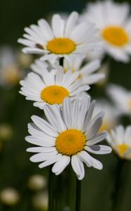 Preview wallpaper daisies, flowers, petals, blur, macro