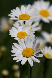 Preview wallpaper daisies, flowers, petals, blur, macro