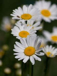 Preview wallpaper daisies, flowers, petals, blur, macro