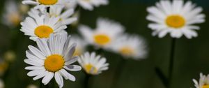 Preview wallpaper daisies, flowers, petals, blur, macro