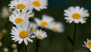 Preview wallpaper daisies, flowers, petals, blur, macro