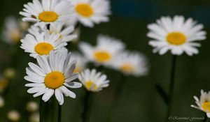 Preview wallpaper daisies, flowers, petals, blur, macro