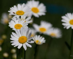 Preview wallpaper daisies, flowers, petals, blur, macro