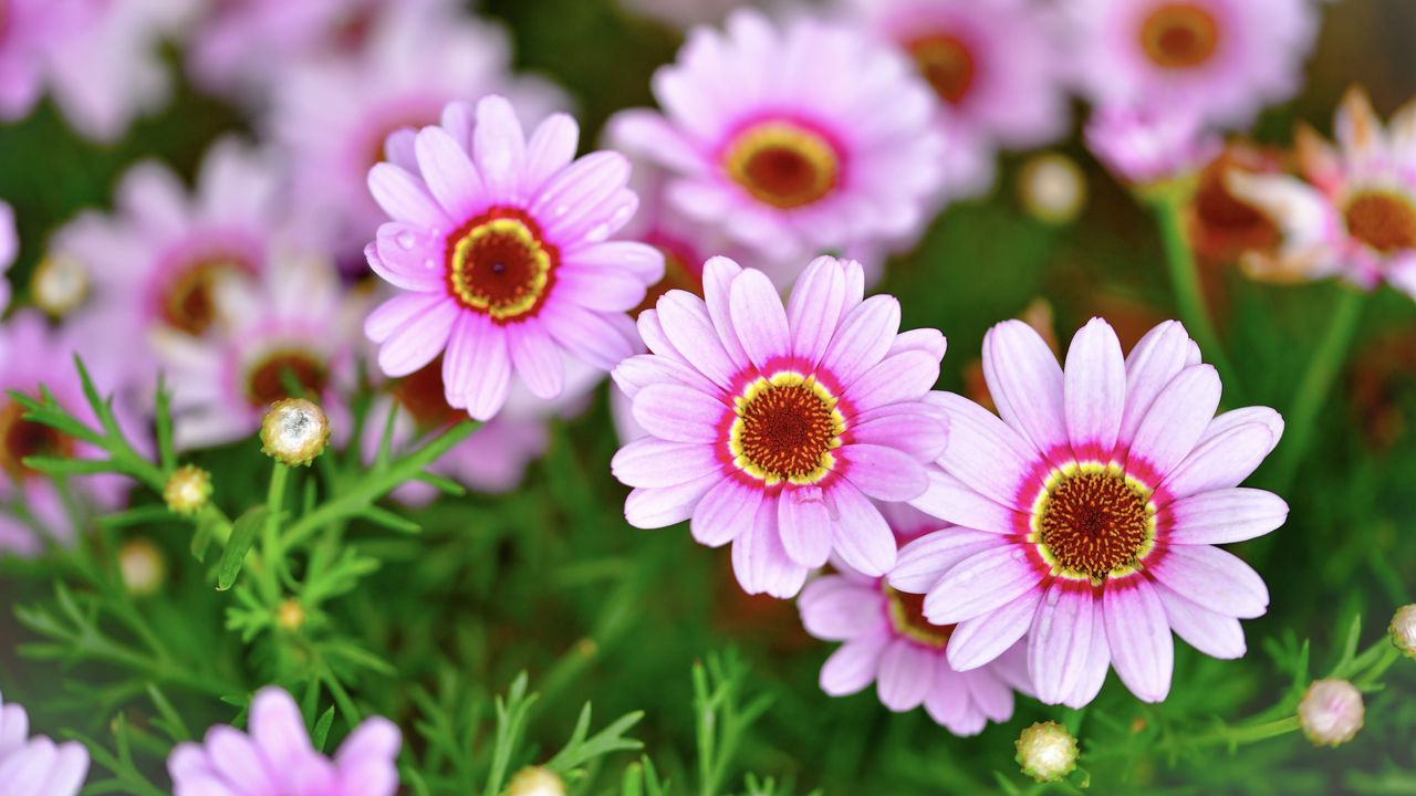 Wallpaper daisies, flowers, petals, blur, pink