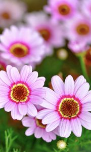 Preview wallpaper daisies, flowers, petals, blur, pink