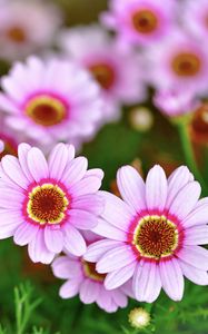 Preview wallpaper daisies, flowers, petals, blur, pink