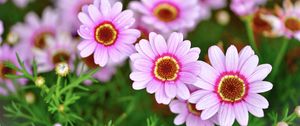 Preview wallpaper daisies, flowers, petals, blur, pink