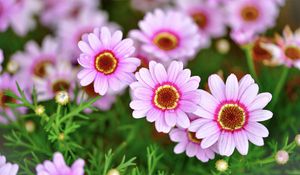 Preview wallpaper daisies, flowers, petals, blur, pink