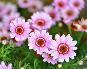 Preview wallpaper daisies, flowers, petals, blur, pink