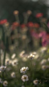 Preview wallpaper daisies, flowers, petals, blur