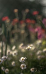 Preview wallpaper daisies, flowers, petals, blur