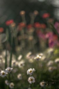 Preview wallpaper daisies, flowers, petals, blur