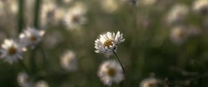 Preview wallpaper daisies, flowers, petals, blur