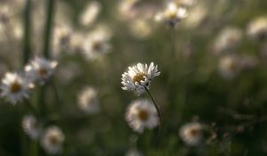 Preview wallpaper daisies, flowers, petals, blur