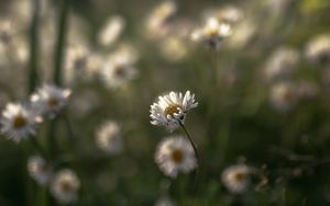 Preview wallpaper daisies, flowers, petals, blur