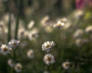 Preview wallpaper daisies, flowers, petals, blur