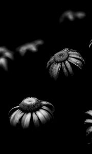 Preview wallpaper daisies, flowers, petals, black and white