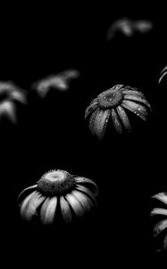 Preview wallpaper daisies, flowers, petals, black and white