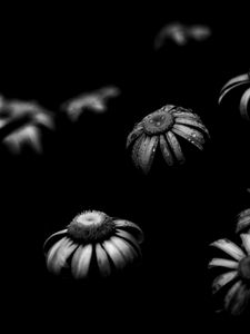 Preview wallpaper daisies, flowers, petals, black and white