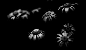 Preview wallpaper daisies, flowers, petals, black and white