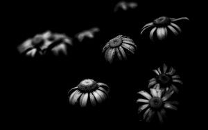 Preview wallpaper daisies, flowers, petals, black and white