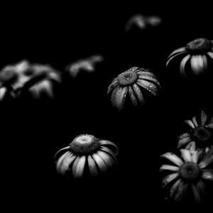 Preview wallpaper daisies, flowers, petals, black and white