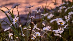 Preview wallpaper daisies, flowers, petals, grass, blur