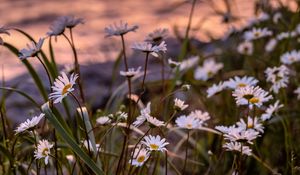 Preview wallpaper daisies, flowers, petals, grass, blur