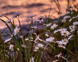 Preview wallpaper daisies, flowers, petals, grass, blur