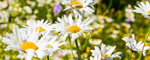 Preview wallpaper daisies, flowers, petals, summer, blur