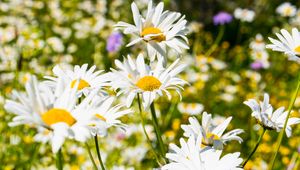 Preview wallpaper daisies, flowers, petals, summer, blur