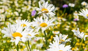 Preview wallpaper daisies, flowers, petals, summer, blur