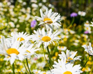 Preview wallpaper daisies, flowers, petals, summer, blur